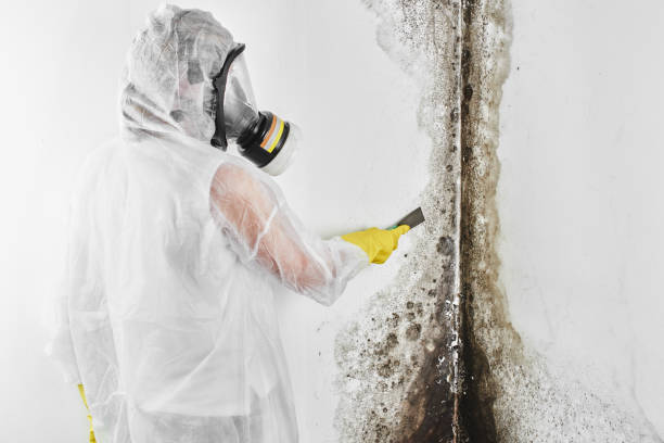 Best Residential Mold Removal  in Rockdale, IL