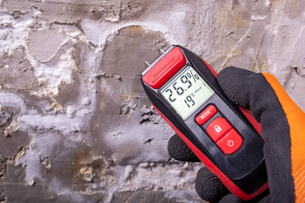 Best Commercial Mold Removal  in Rockdale, IL