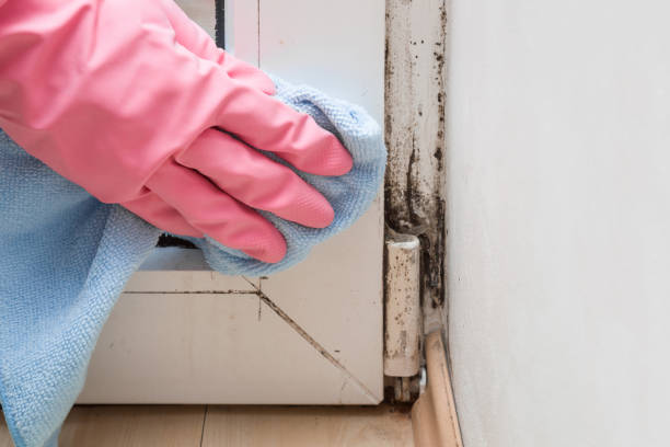 Best Mold Removal Company Near Me  in Rockdale, IL
