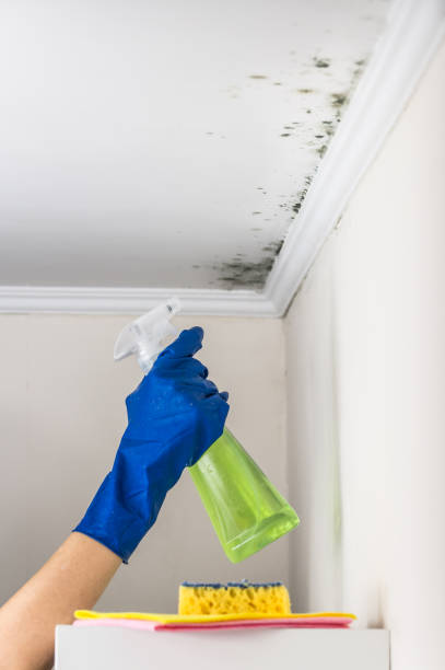 Best Mold Cleaning Services  in Rockdale, IL