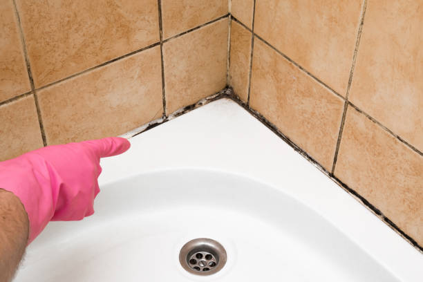 Best Same-Day Mold Removal  in Rockdale, IL