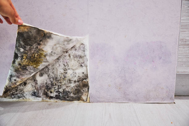 Best Office Mold Removal Services  in Rockdale, IL